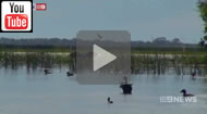 9 News Brisbane: Newman dismisses dumping of dredge spoil on wetland will harm rare water bird